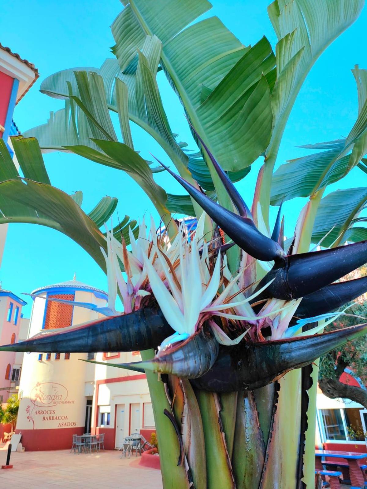 Casa De Buenos Dias Lejlighed Torrevieja Eksteriør billede
